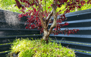 An image of a sprinkler in a bonsai tree installed as part of an automatic garden watering system